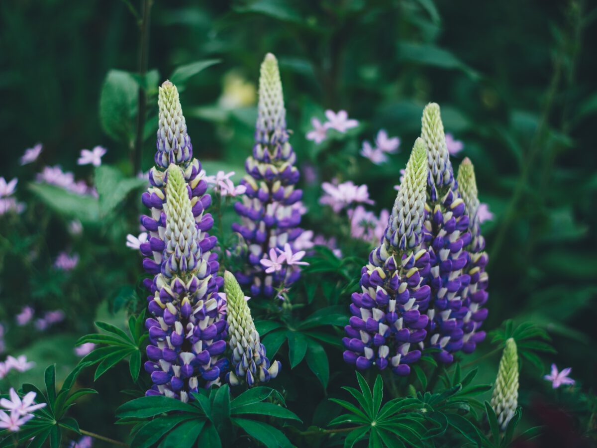 Lupinen sind gut für die Ernährung Lupinen sind gut für die Ernährung
