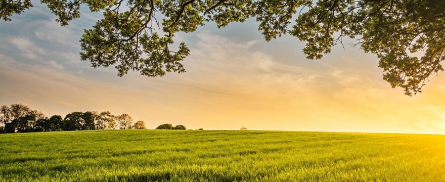Heimische Superfoods aus der Region