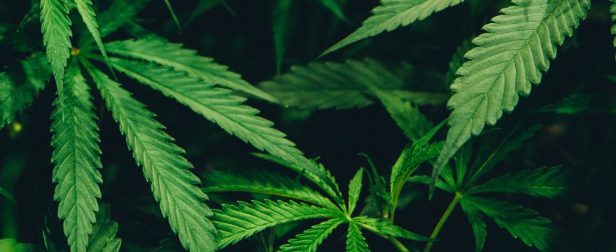CBD Öl: Erfahrung, Wirkung, Studien